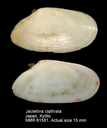 Jactellina clathrata.jpg - Jactellina clathrata(Deshayes,1835)